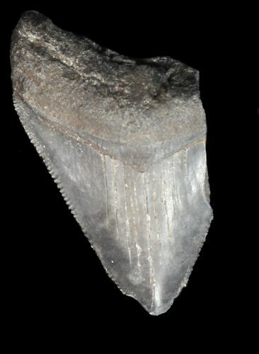 Bargain, Juvenile Megalodon Tooth - Georgia #43046